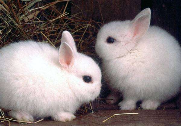 Обзор декоративных пород кроликов
