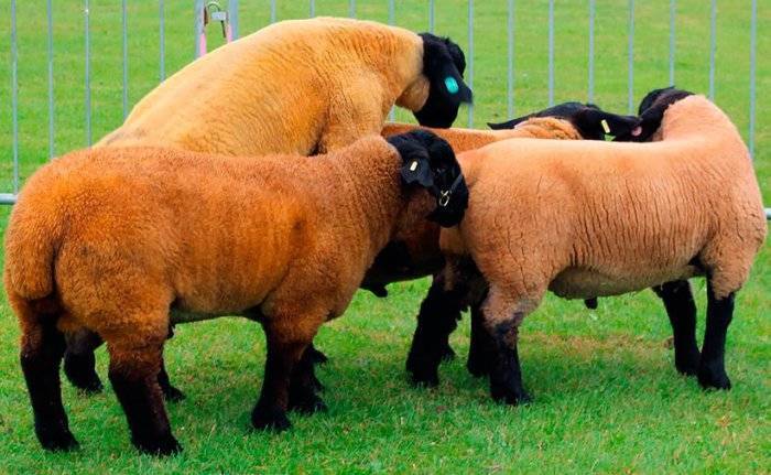 Молочные породы овец: список пород для разведения