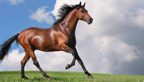 Как правильно содержать и ухаживать за лошадьми?