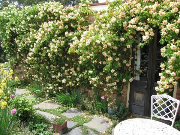Розы грандифлора: описание и правила ухода