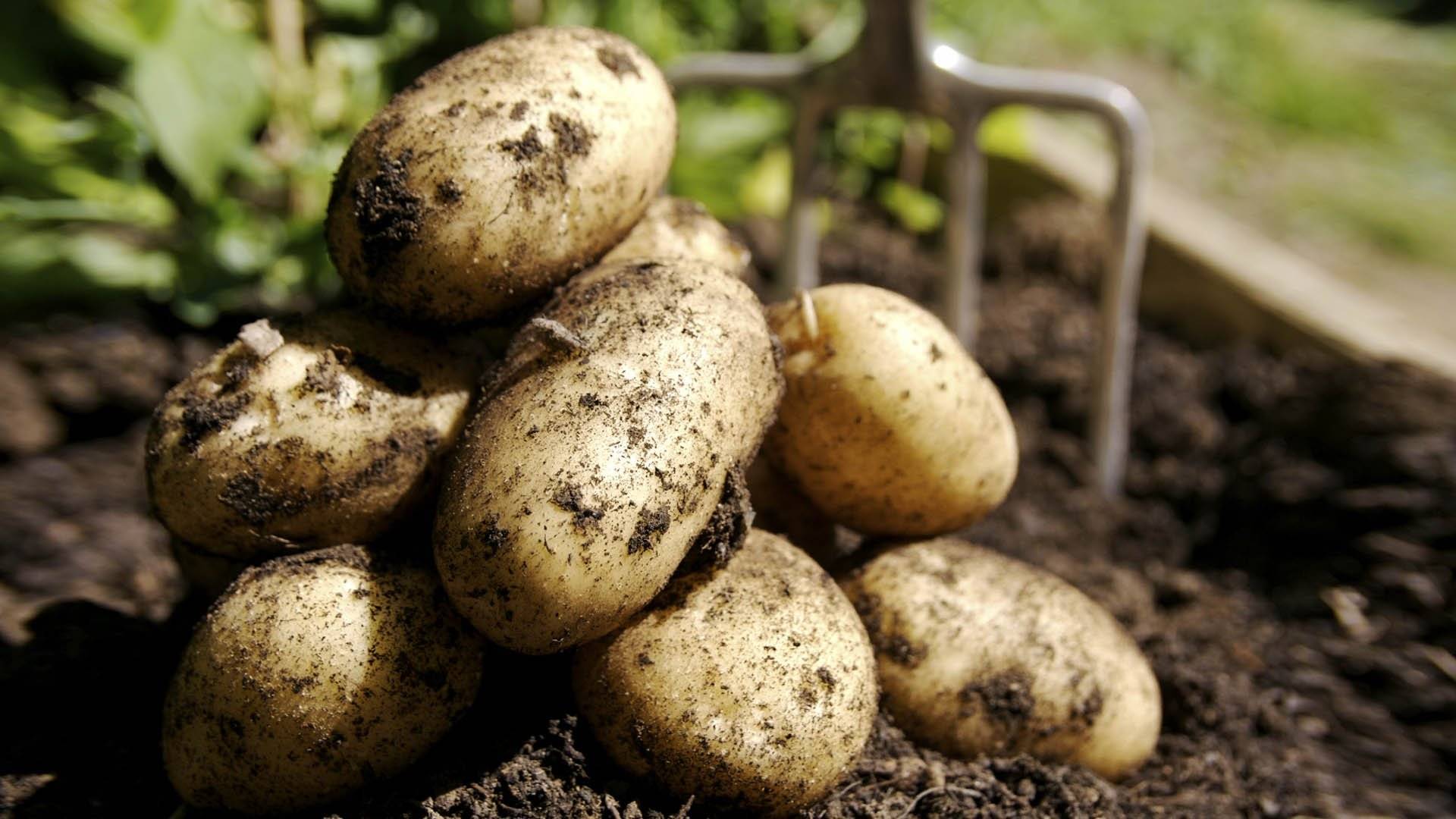 Ультраранний картофель «фермер»: описание сорта, фото, подробная характеристика