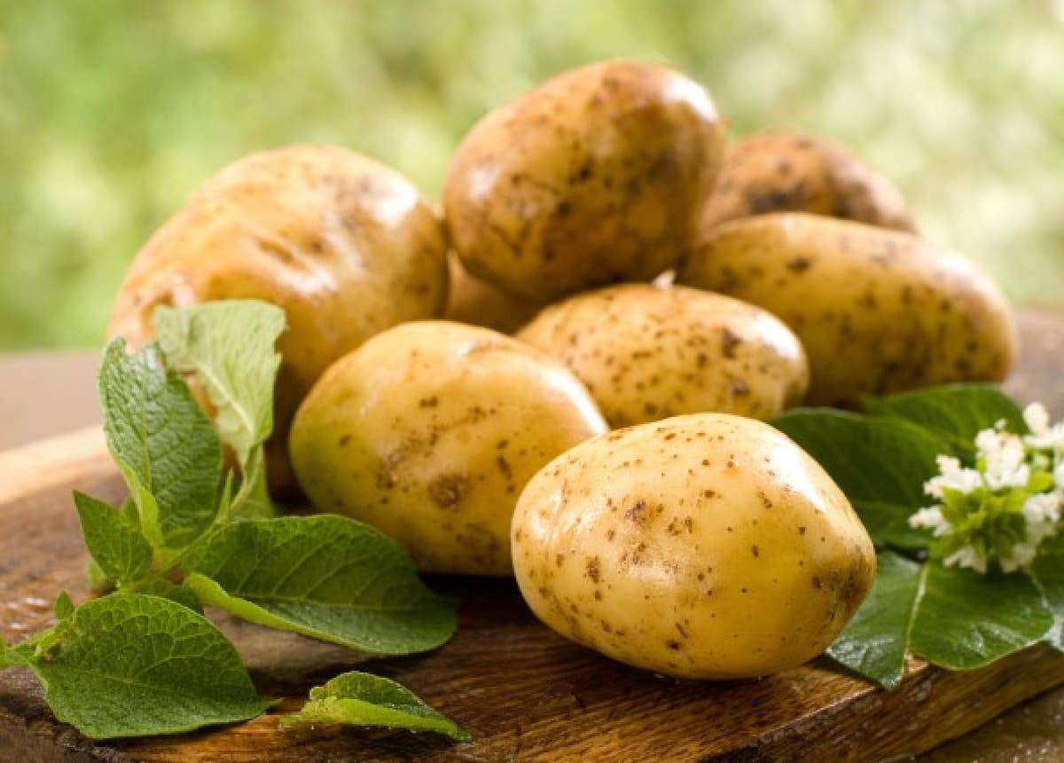 Польза картофеля сырого, вареного, жареного и печеного, состав и возможный вред