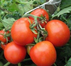 Какие сорта низкорослых помидор лучше выбрать для открытого грунта