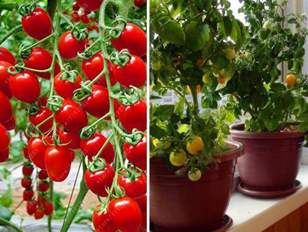 Выращивание ампельных помидоров на окне