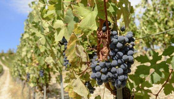 Описание и характеристики сорта винограда Рубиновый Юбилей, выращивание и уход