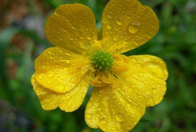 Ранункулюс цветы — выращивание в домашних условиях