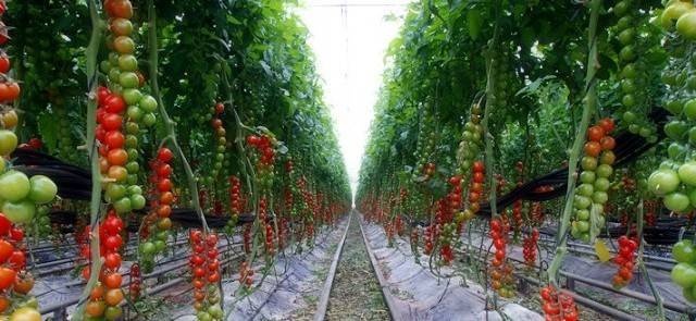 Правильное время посадки рассады помидоров для теплицы