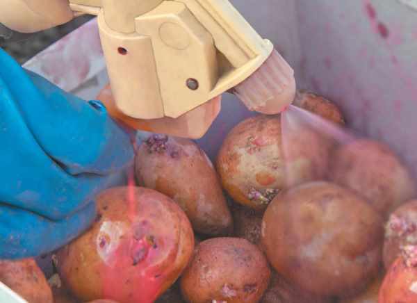 Описание вредителей картофеля, лечение и борьба с ними