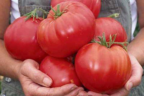 Алтайский шедевр — вкусные томаты не только для алтая