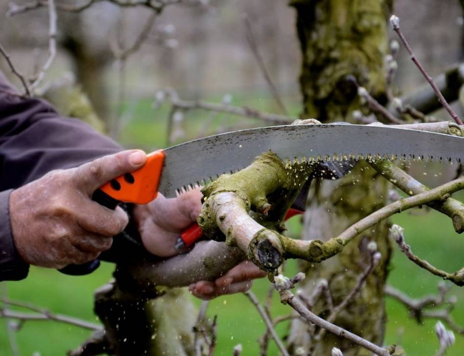 Как обрезать плодовые деревья – все о видах крон и их формировании в картинках