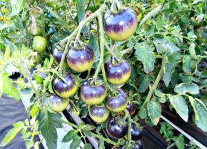 Урожайность, характеристика и описание сорта томата Черника