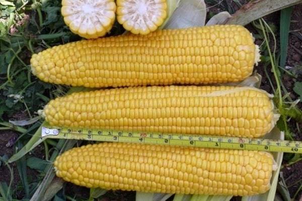 Как вырастить кукурузу на даче?