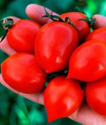 Очаровательные помидоры, которые украсят любое блюдо — томат поцелуй герани: описание сорта и его характеристики