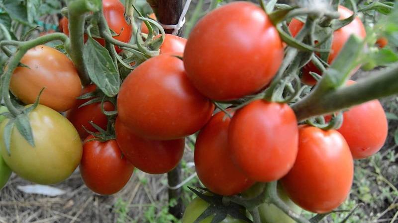 Характеристика и описание сорта томата золотые купола, его урожайность