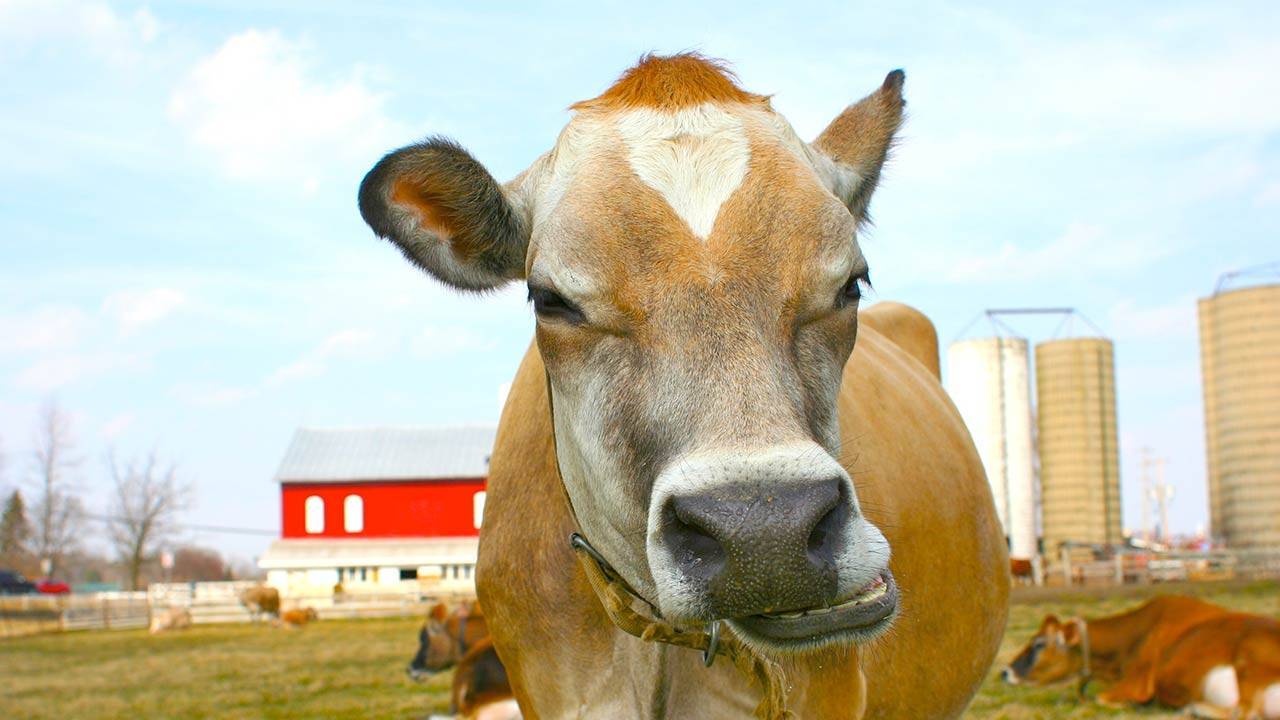 Причины, по которым у коровы нет молока