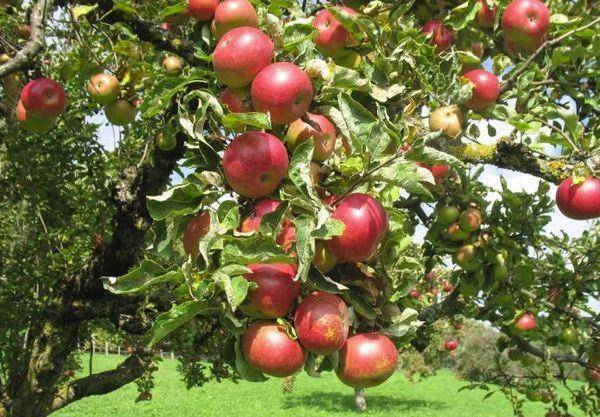 Описание и характеристики яблони сорта Горнист, посадка, выращивание и уход