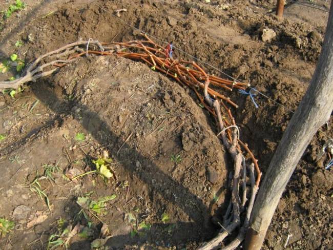 Зима не за горами: как правильно укрыть виноградную лозу
