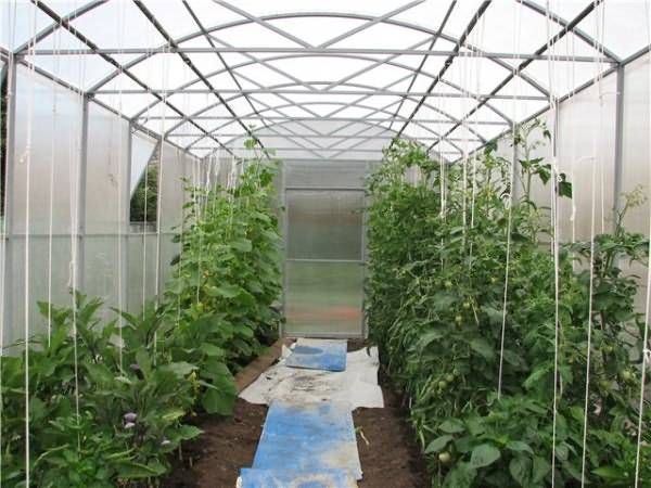 Выращивание огурцов в теплице, подвязка, полив, обработка