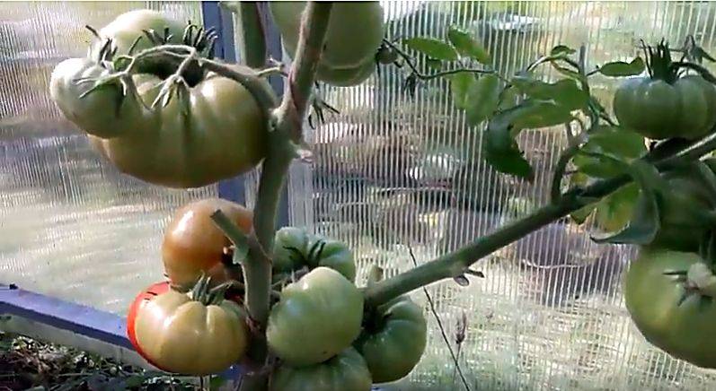 Томат лотарингская красавица: характеристика и описание сорта, урожайность с фото