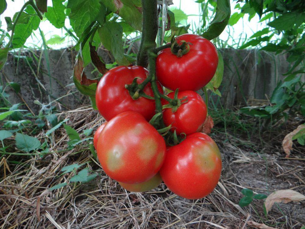 Описание сорта томата Райское яблоко, особенности выращивания и ухода