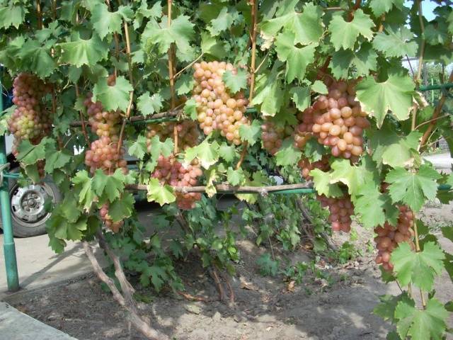 Описание винограда сорта Гелиодор, правила посадки и ухода
