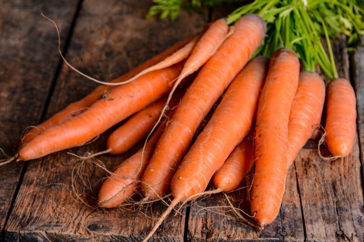 Морковь канада f1 — описание и характеристики сорта