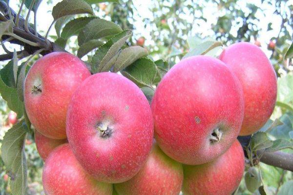 Описание и особенности сорта яблони Марат Бусурин, урожайность и выращивание