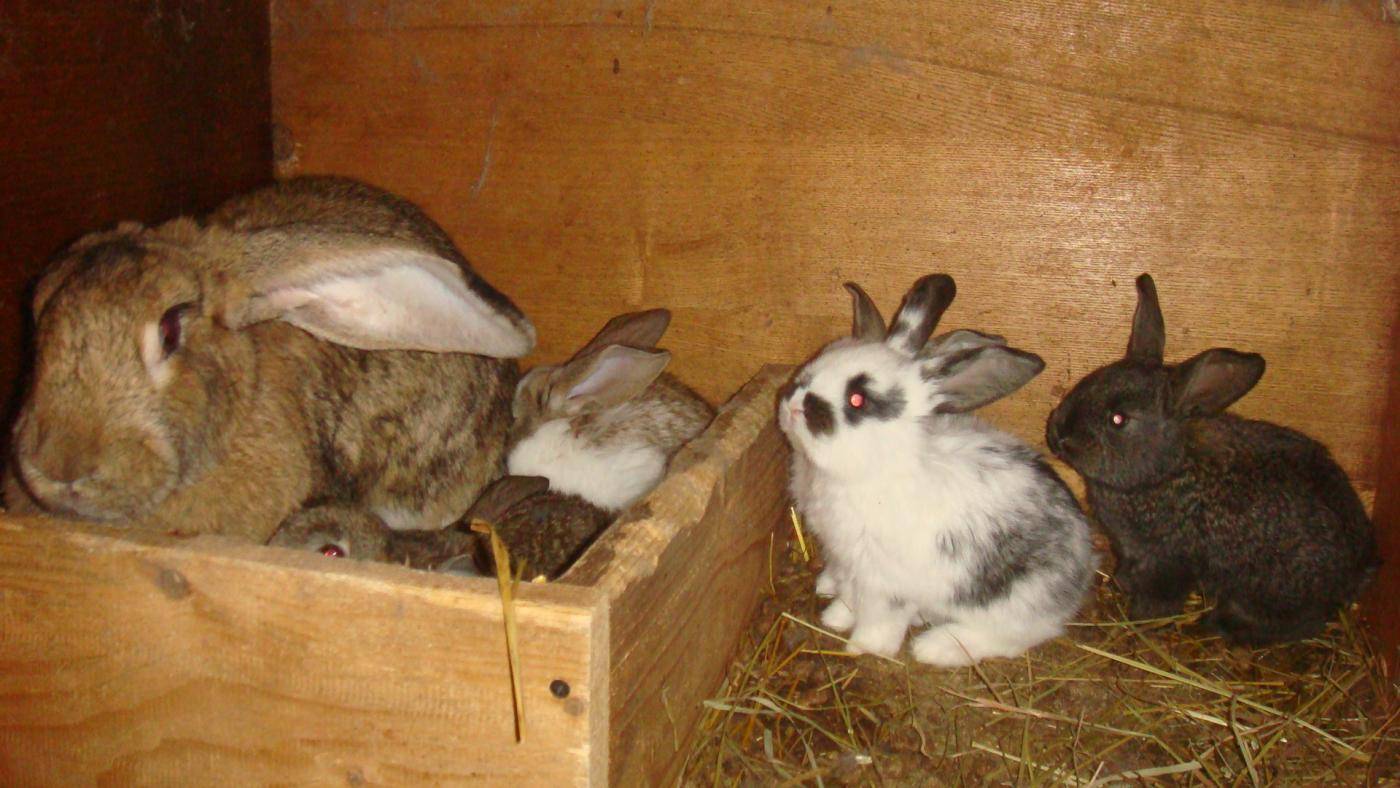 Особенности родов крольчихи в домашних условиях и возможные проблемы