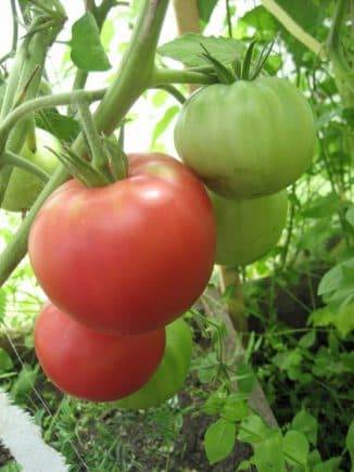 Описание томата семеныч f1 и выращивание детерминантного сорта