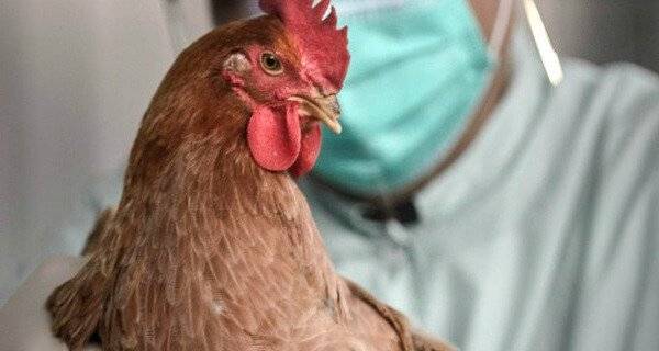 Признаки птичьего гриппа у кур