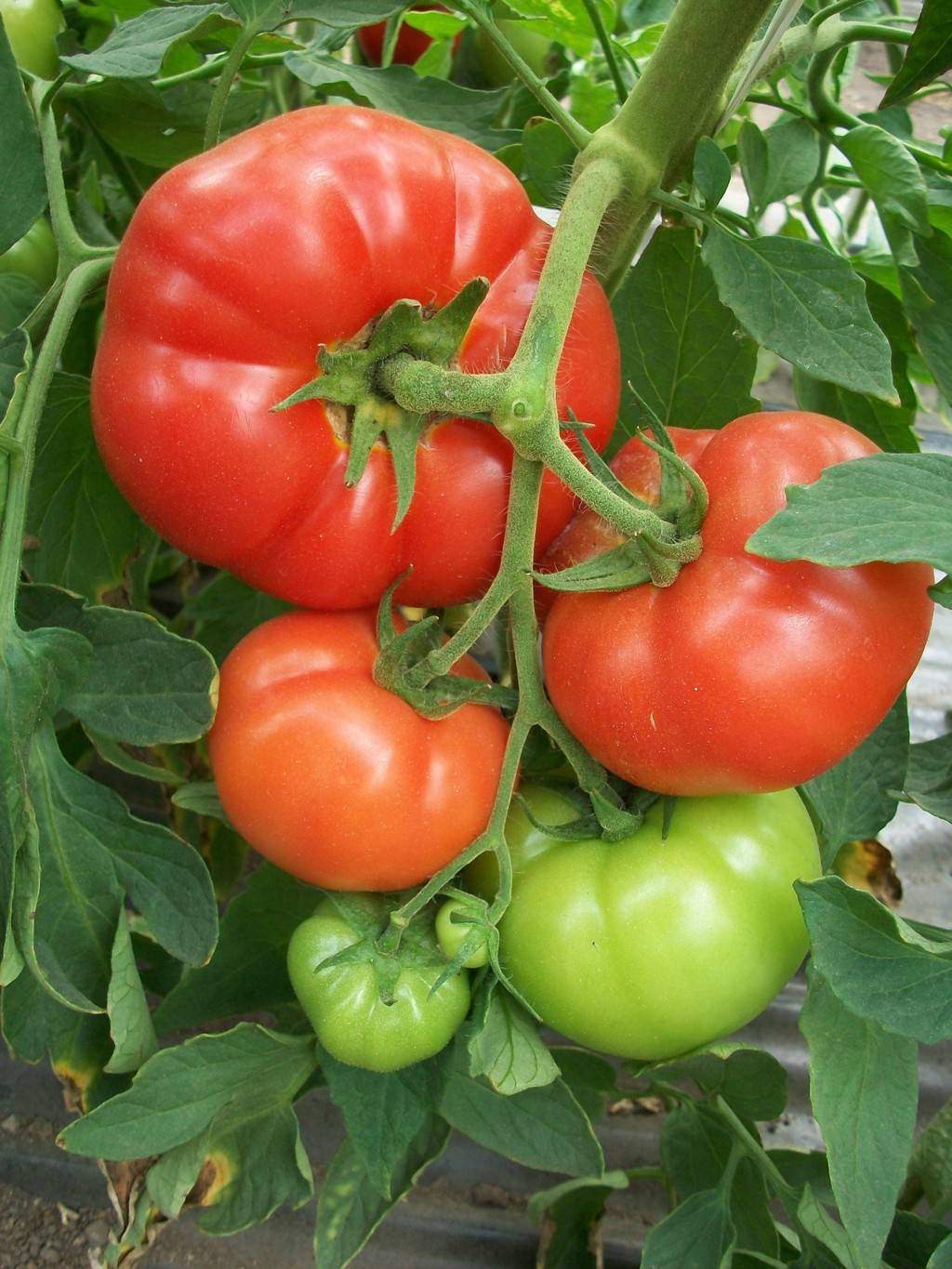 Описание и характеристика сорта томатов толстой