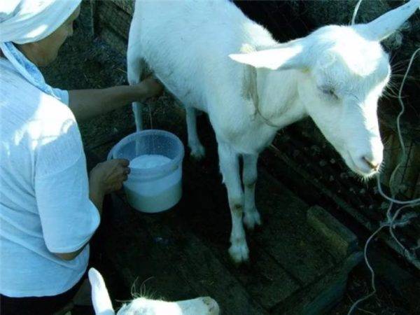 За сколько дней до окота наливается вымя у козы: подробная информация