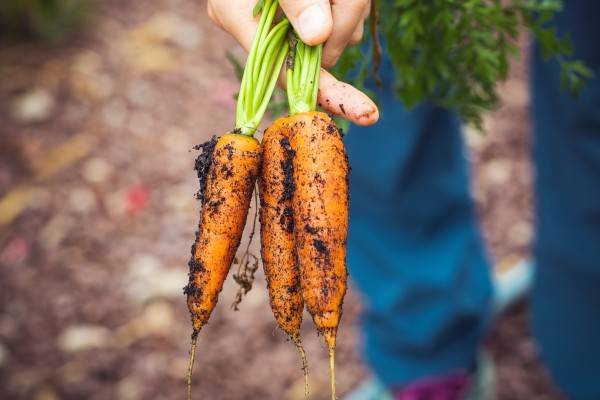 Как посеять морковь весной