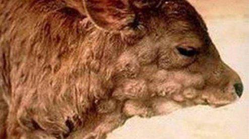 Что такое бруцеллез у коров и чем он опасен для людей?