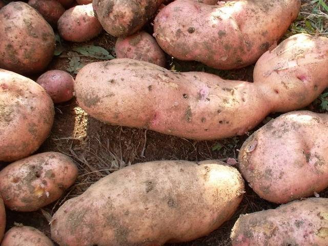 Сорт картофеля невский: особенности, посадка и уход