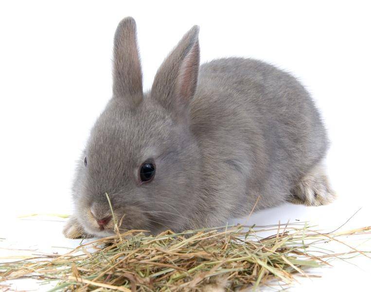 Чем кормить кроликов – составление разнообразного рациона