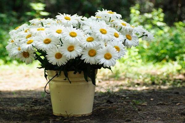 Многолетние садовые хризантемы: сорта, виды и фото