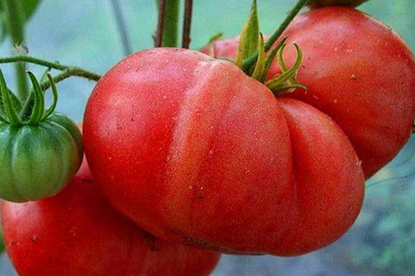Томат сердце красавицы: описание и характеристика сорта, рекомендации по выращиванию с фото