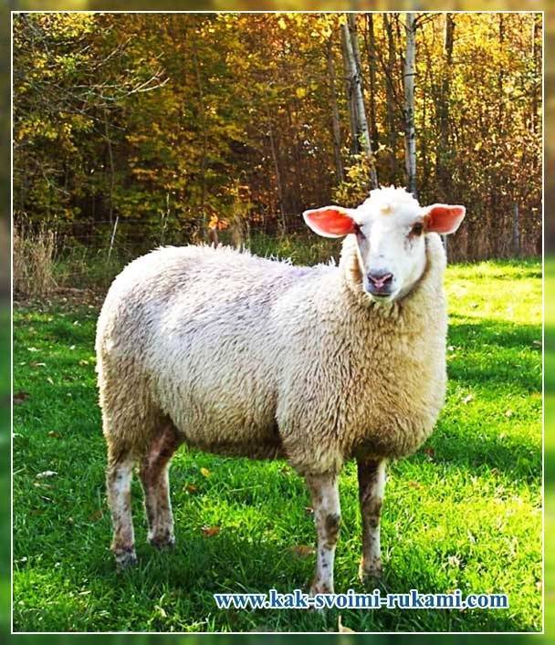 Кавказская и северокавказская породы овец: описание и характеристики