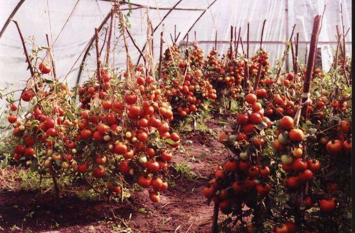 Описание сорта томата лабрадор, его характеристика и урожайность