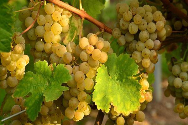 Описание и характеристики винограда сорта Виура, посадка и уход