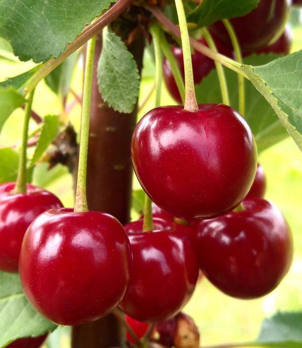 Вкуснейшие ягоды при минимуме ухода — вишня молодежная