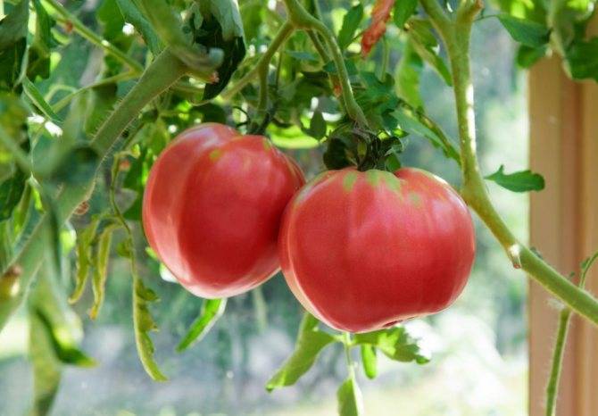Все о сорте томатов малиновое чудо
