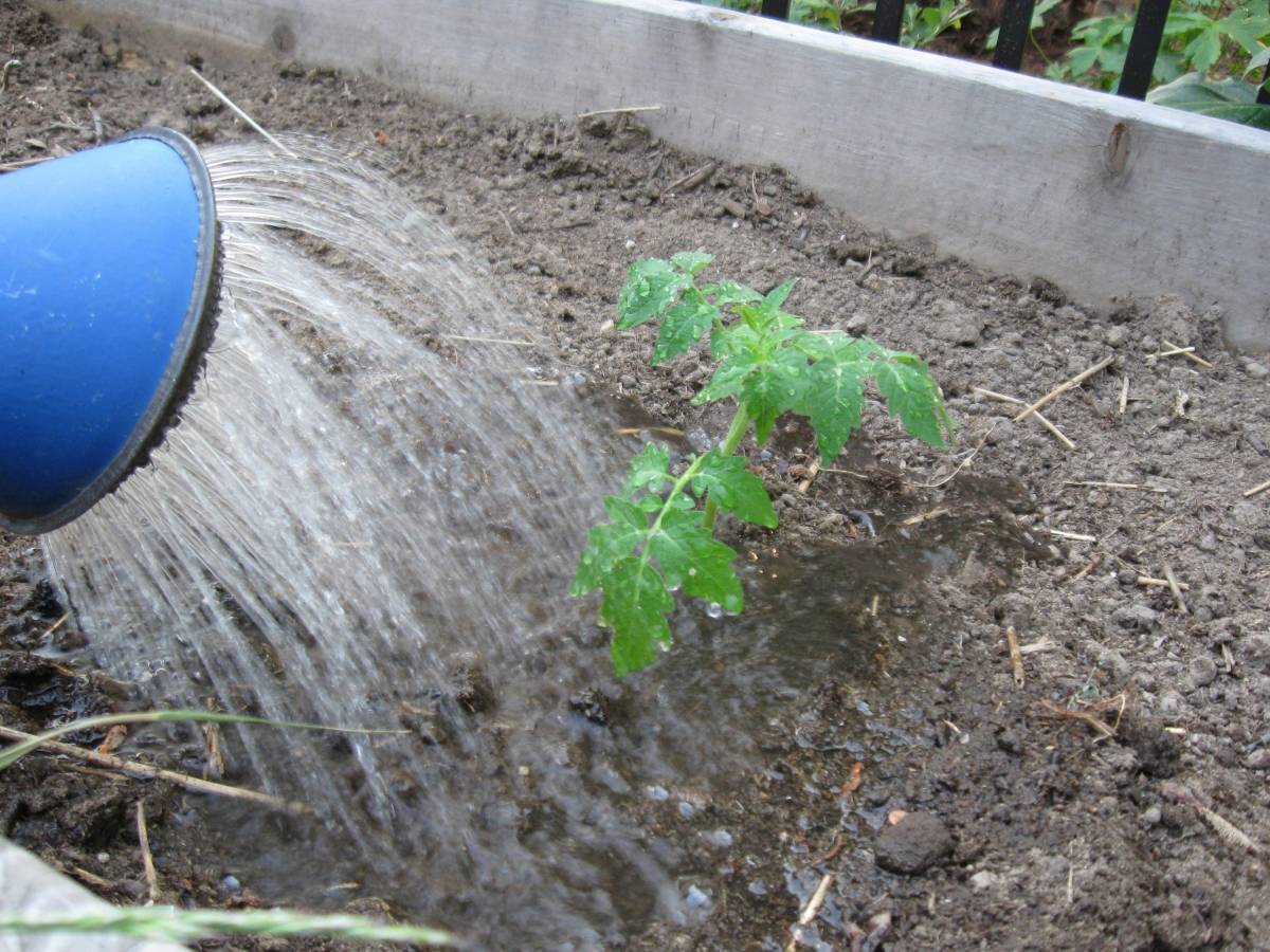 Как использовать перекись водорода для семян и растений