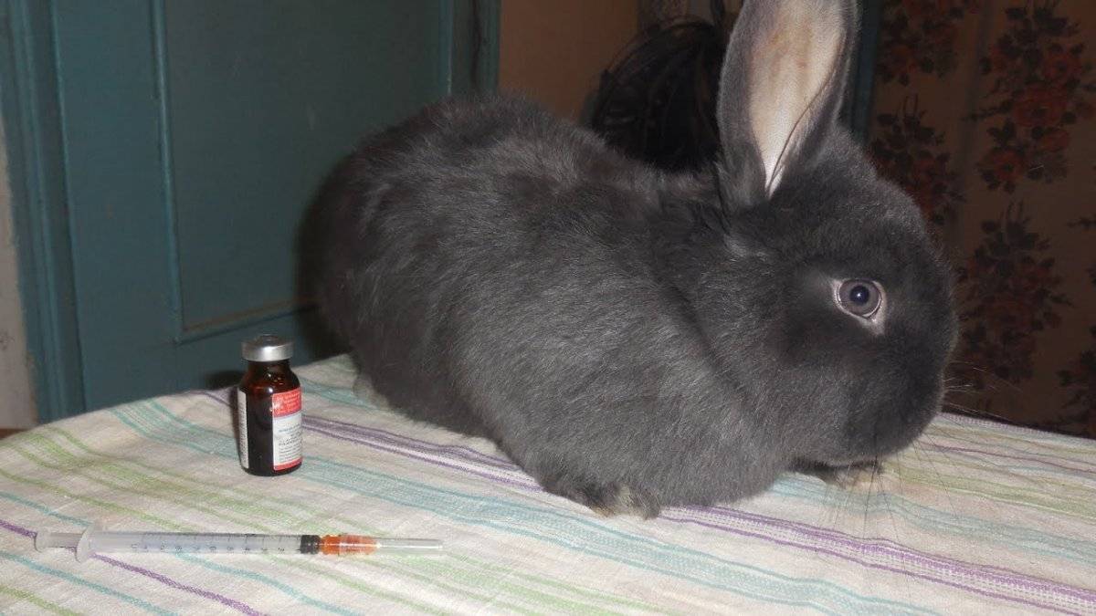 Профилактика, симптомы и лечение болезней кроликов