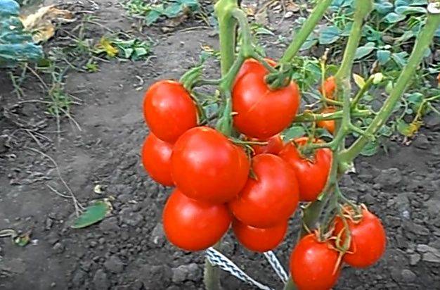 Описание и характеристика сорта томатов толстой