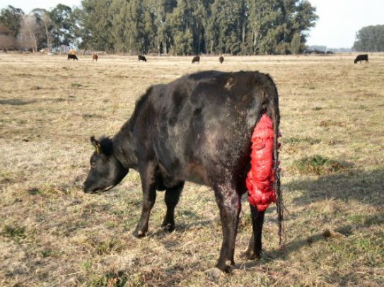 Корова после отела плохо ест сено: что делать и в чем причина, лечение
