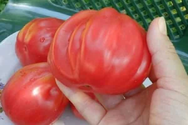 Описание томат «розовое сердце»