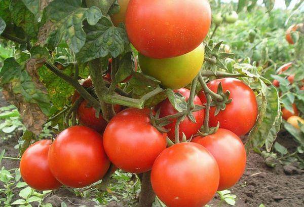 Ее величество томатная королева f1. описание отличительных особенностей и важные рекомендации