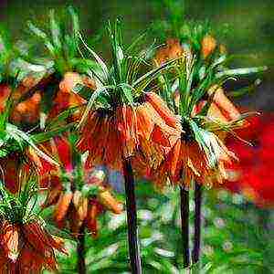 Цветок рябчик императорский: сорта, фото, особенности посадки и ухода